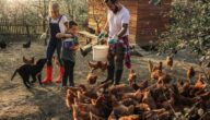 متطلبات مشروع مزرعة دجاج بياض