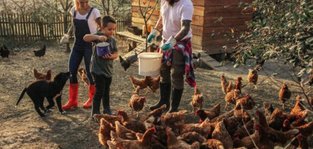متطلبات مشروع مزرعة دجاج بياض