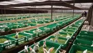 مشروع مزرعة أرانب المتطلبات اللازمة وطرق التوزيع