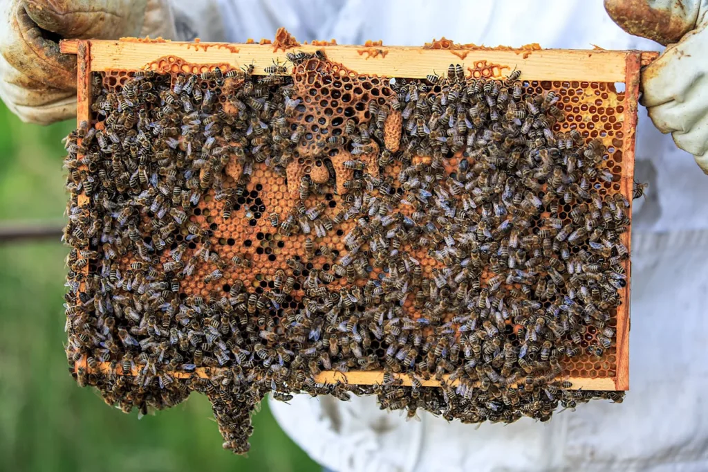 تحضير العسل وعمليات الاستخراج