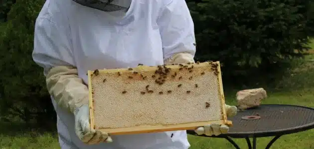 تجربتي مع مشروع تربية النحل