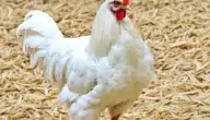 دراسة جدوى مشروع 500 دجاجة بياض